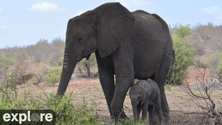 Tembe Elephant Park - Kwazulu Natal - South Africa