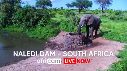 Naledidam Wildlife