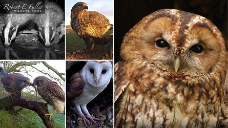 Fotherdale Barn Owls And Otherwildlife - North Yorkshire