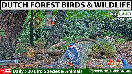 Forest Bird Feeder Wildlife
