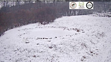 Zarnesti Libearty Bear Sanctuary