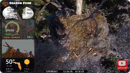 Eagle Nest