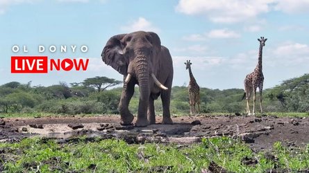 Ol Donyo Lodge - Kajiado County