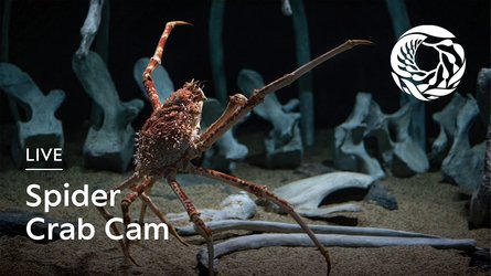 Montereybayaquarium Spidercrab