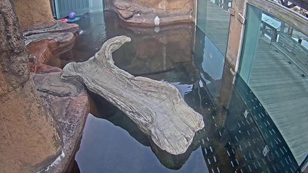 Calvertmarinemuseum Otter