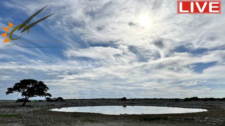 Okaukuejo Resort Wildlife Waterhole - Oshana - Namibia