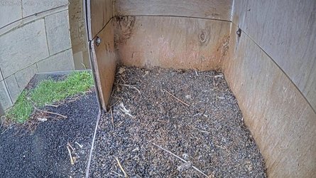 Peregrine Falcon Nest - East Flanders