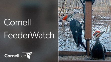 Ithaca Cornell Lab Feeder