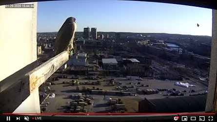 Falcon Feed