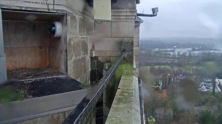 Peregrine Falcon Oudenaarde - East Flanders