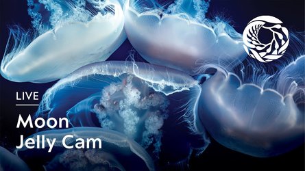 Moon Jelly