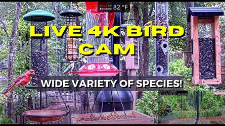 Birmingham Bird Feeder