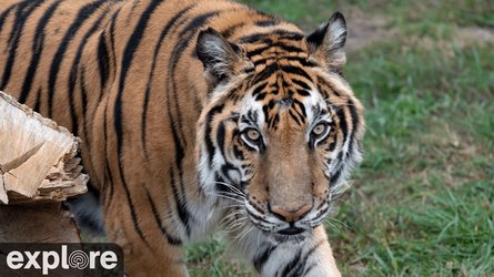 Big Cat Rescue - Florida