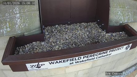 Wakefield Peregrine Falcon Nest - West Yorkshire
