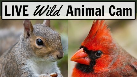 Wild Bird Feeder