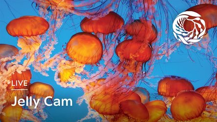 Jellyfish Aquarium