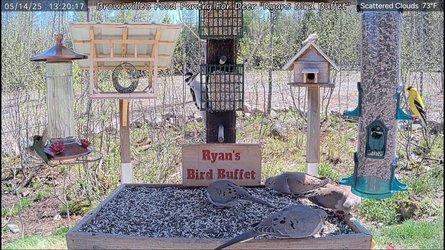 Deer Pantry Ryans Bird Buffet