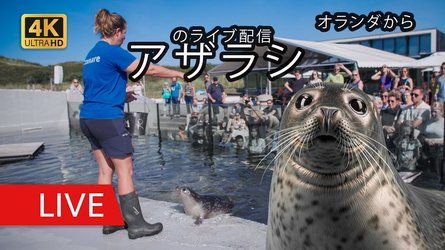 Ecomare Seal Sanctuary