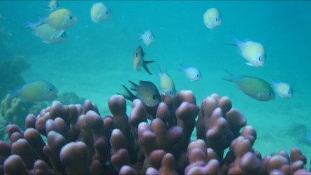 Fishkam - Mecca