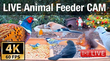 Animal Feeder Recke - North Rhine Westphalia
