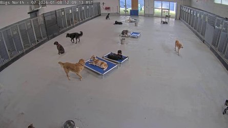 Dogmode North Inside