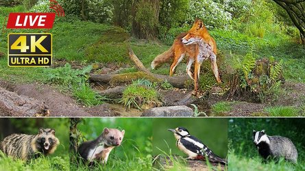 Forestwildlife - North Jutland
