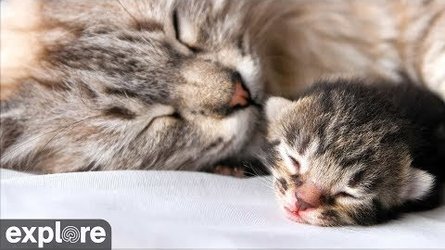 Kitten Rescue Cat