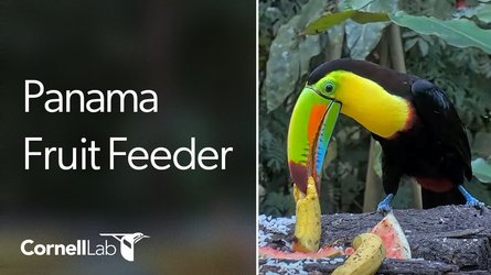 Fruit Feeder Canopy Lodge