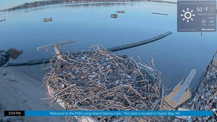 Oysterbay Pseg Long Island Ospreycam