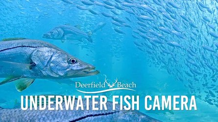 Deerfield Beach Underwater